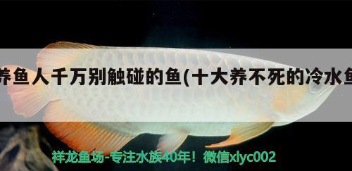 養(yǎng)魚(yú)人千萬(wàn)別觸碰的魚(yú)(十大養(yǎng)不死的冷水魚(yú)) 觀賞魚(yú)