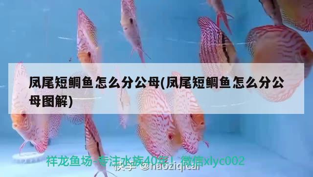 鳳尾短鯛魚怎么分公母(鳳尾短鯛魚怎么分公母圖解)