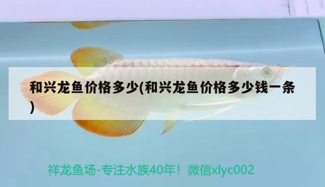 和興龍魚價格多少(和興龍魚價格多少錢一條)