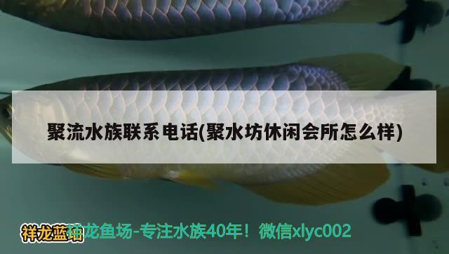 聚流水族聯(lián)系電話(huà)(聚水坊休閑會(huì)所怎么樣) 2024第28屆中國(guó)國(guó)際寵物水族展覽會(huì)CIPS（長(zhǎng)城寵物展2024 CIPS）