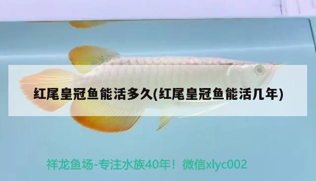 紅尾皇冠魚能活多久(紅尾皇冠魚能活幾年)