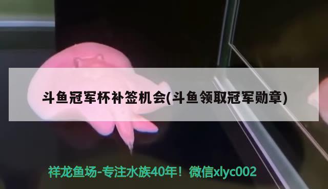 斗魚冠軍杯補簽機會(斗魚領取冠軍勛章) 2024第28屆中國國際寵物水族展覽會CIPS（長城寵物展2024 CIPS）