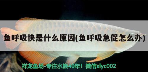 魚呼吸快是什么原因(魚呼吸急促怎么辦) 2024第28屆中國(guó)國(guó)際寵物水族展覽會(huì)CIPS（長(zhǎng)城寵物展2024 CIPS）