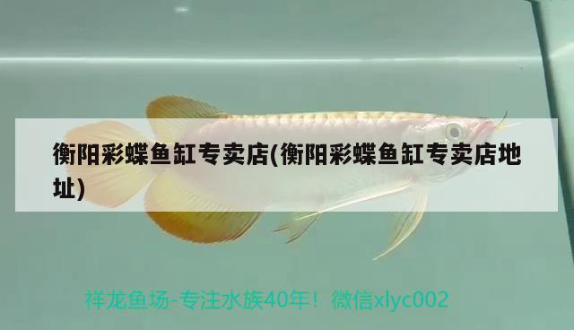 衡陽彩蝶魚缸專賣店(衡陽彩蝶魚缸專賣店地址)