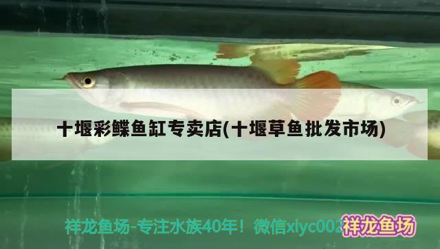 十堰彩鰈魚缸專賣店(十堰草魚批發(fā)市場) 彩鰈魚缸（彩蝶魚缸）