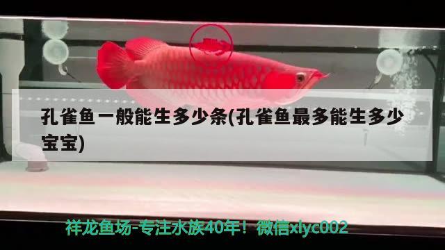 孔雀魚一般能生多少條(孔雀魚最多能生多少寶寶)