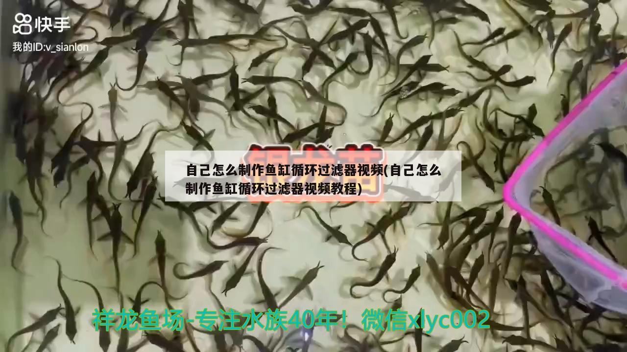 自己怎么制作魚缸循環(huán)過濾器視頻(自己怎么制作魚缸循環(huán)過濾器視頻教程)