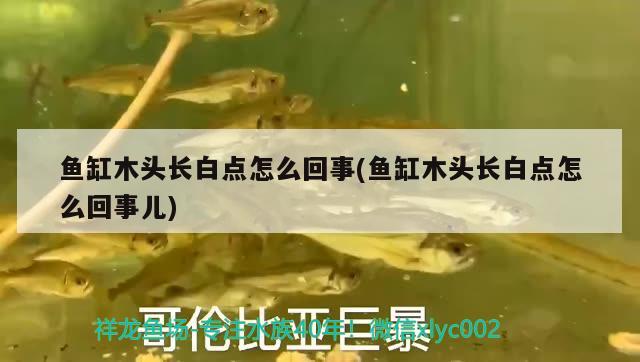 魚(yú)缸木頭長(zhǎng)白點(diǎn)怎么回事(魚(yú)缸木頭長(zhǎng)白點(diǎn)怎么回事兒)