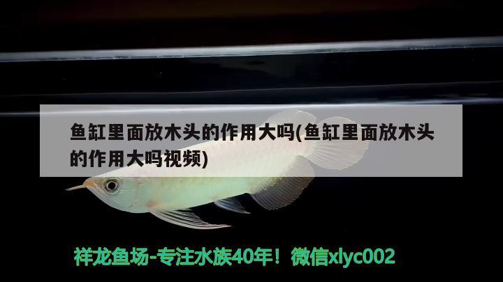 魚缸里面放木頭的作用大嗎(魚缸里面放木頭的作用大嗎視頻) 黃金貓魚百科 第1張