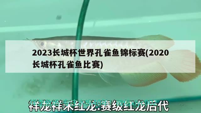 2023長(zhǎng)城杯世界孔雀魚錦標(biāo)賽(2020長(zhǎng)城杯孔雀魚比賽)