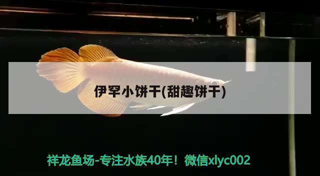 伊罕小餅干(甜趣餅干) 伊罕水族