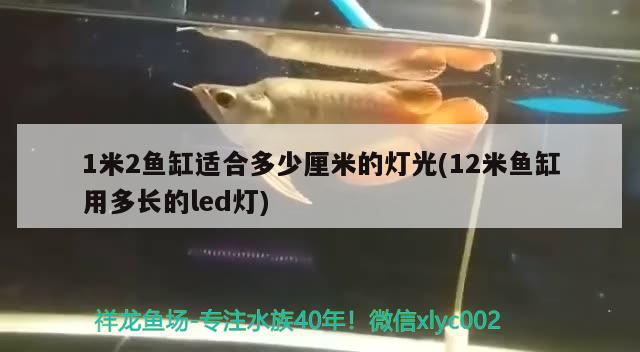 1米2魚缸適合多少厘米的燈光(12米魚缸用多長(zhǎng)的led燈)