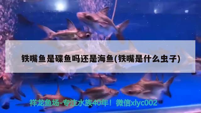 鐵嘴魚是碟魚嗎還是海魚(鐵嘴是什么蟲子)