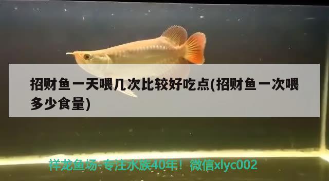 招財魚一天喂幾次比較好吃點(diǎn)(招財魚一次喂多少食量) 觀賞魚