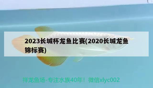 2023長(zhǎng)城杯龍魚(yú)比賽(2020長(zhǎng)城龍魚(yú)錦標(biāo)賽)