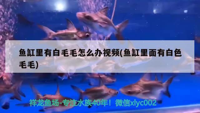 魚缸里有白毛毛怎么辦視頻(魚缸里面有白色毛毛) B級過背金龍魚