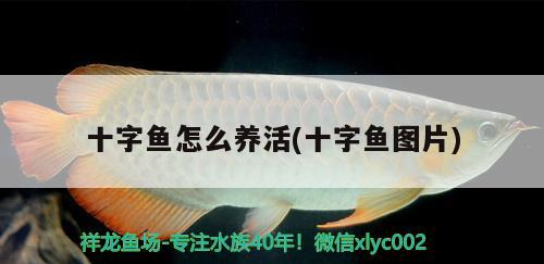 十字魚怎么養(yǎng)活(十字魚圖片)