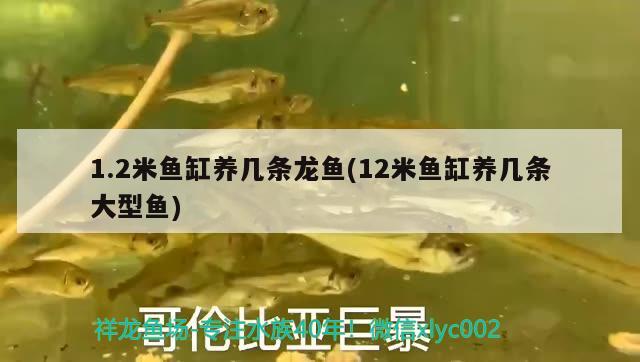 1.2米魚缸養(yǎng)幾條龍魚(12米魚缸養(yǎng)幾條大型魚)