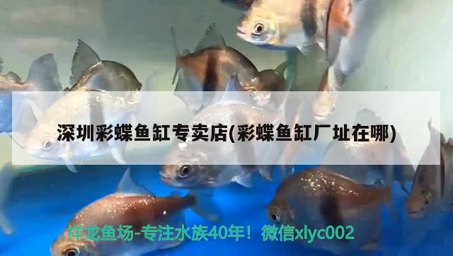 深圳彩蝶魚缸專賣店(彩蝶魚缸廠址在哪)