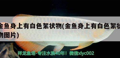 金魚(yú)身上有白色絮狀物(金魚(yú)身上有白色絮狀物圖片) 觀賞魚(yú)