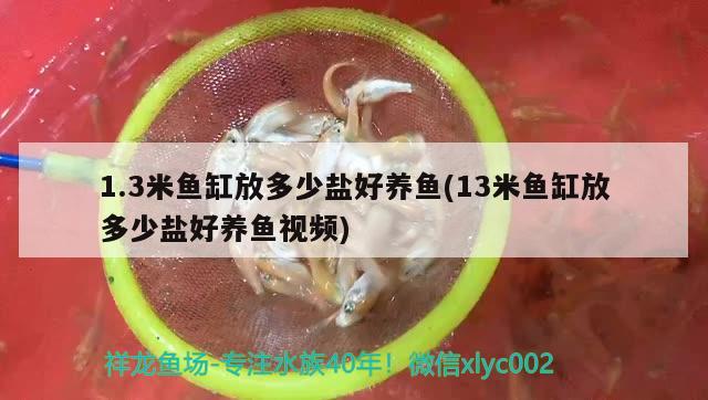 1.3米魚缸放多少鹽好養(yǎng)魚(13米魚缸放多少鹽好養(yǎng)魚視頻)