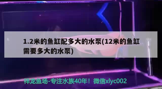 1.2米的魚缸配多大的水泵(12米的魚缸需要多大的水泵) 奈及利亞紅圓點狗頭