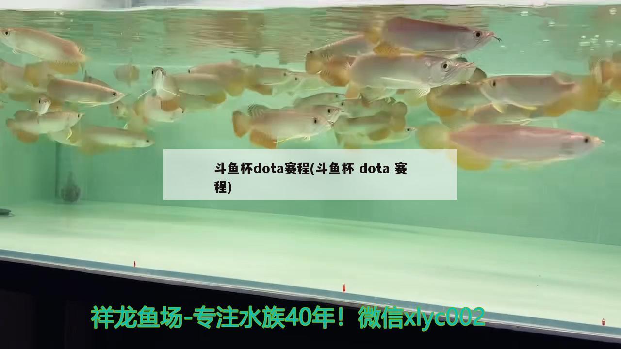 斗魚杯dota賽程(斗魚杯dota賽程)