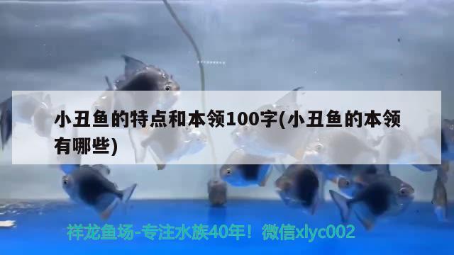 小丑魚的特點和本領100字(小丑魚的本領有哪些) 海水魚