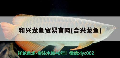 和興龍魚貿(mào)易官網(wǎng)(合興龍魚)