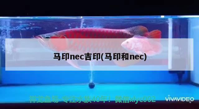 馬印nec吉印(馬印和nec) 馬印水族