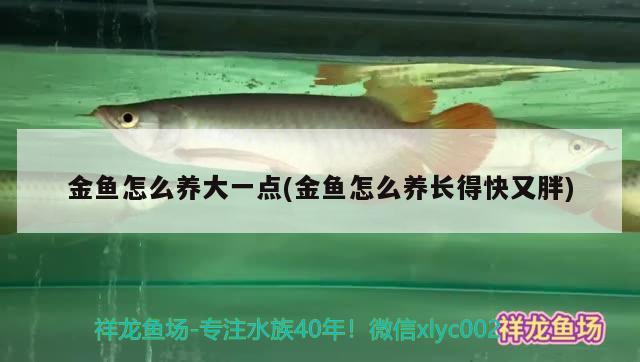 金魚怎么養(yǎng)大一點(金魚怎么養(yǎng)長得快又胖) 觀賞魚