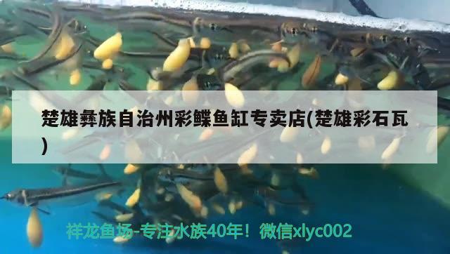 楚雄彝族自治州彩鰈魚缸專賣店(楚雄彩石瓦)