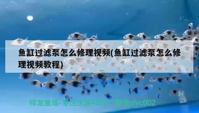 魚缸過濾泵怎么修理視頻(魚缸過濾泵怎么修理視頻教程)