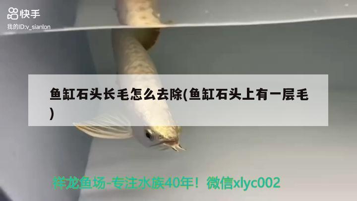 魚缸石頭長毛怎么去除(魚缸石頭上有一層毛) 祥龍龍魚專用水族燈