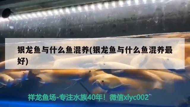 銀龍魚與什么魚混養(yǎng)(銀龍魚與什么魚混養(yǎng)最好)