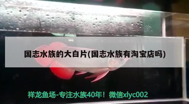 國(guó)志水族的大白片(國(guó)志水族有淘寶店嗎) 2025第29屆中國(guó)國(guó)際寵物水族展覽會(huì)CIPS（長(zhǎng)城寵物展2025 CIPS）