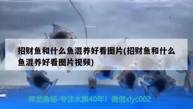 招財魚和什么魚混養(yǎng)好看圖片(招財魚和什么魚混養(yǎng)好看圖片視頻) 觀賞魚