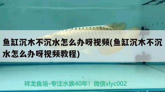 魚缸沉木不沉水怎么辦呀視頻(魚缸沉木不沉水怎么辦呀視頻教程) 月光鴨嘴魚苗