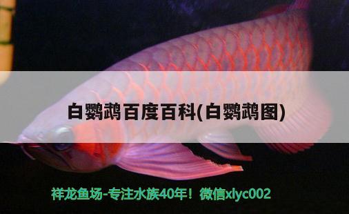 白鸚鵡百度百科(白鸚鵡圖) 鸚鵡魚(yú)