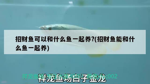 招財魚可以和什么魚一起養(yǎng)?(招財魚能和什么魚一起養(yǎng))