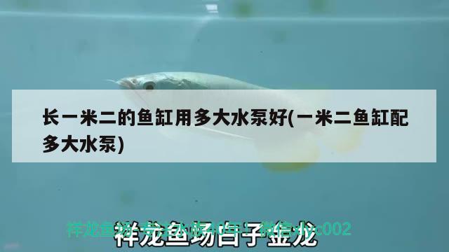 長(zhǎng)一米二的魚缸用多大水泵好(一米二魚缸配多大水泵) 七紋巨鯉魚