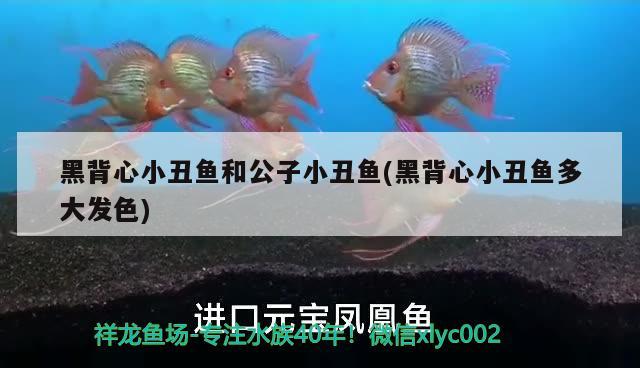 黑背心小丑魚和公子小丑魚(黑背心小丑魚多大發(fā)色) 海水魚