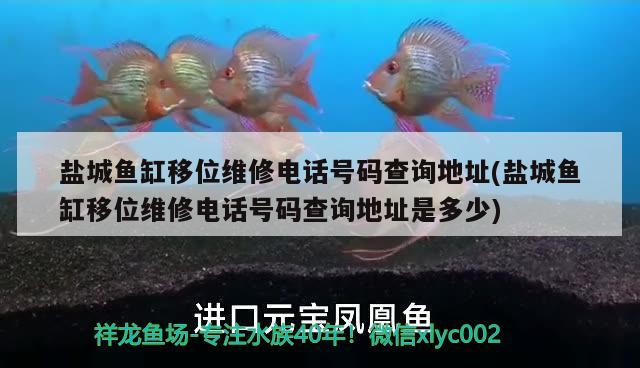 鹽城魚缸移位維修電話號碼查詢地址(鹽城魚缸移位維修電話號碼查詢地址是多少) 白化巴西龜（白巴）