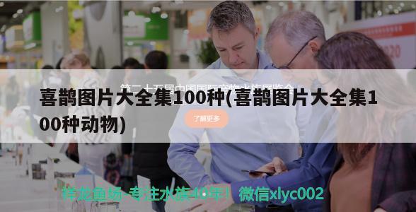 喜鵲圖片大全集100種(喜鵲圖片大全集100種動物)