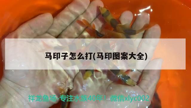 馬印子怎么打(馬印圖案大全) 馬印水族 第1張