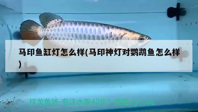 馬印魚(yú)缸燈怎么樣(馬印神燈對(duì)鸚鵡魚(yú)怎么樣) 鸚鵡魚(yú)