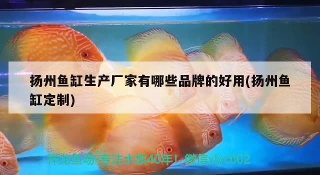 揚州魚缸生產(chǎn)廠家有哪些品牌的好用(揚州魚缸定制)