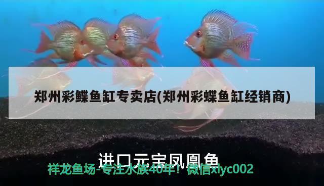 鄭州彩鰈魚缸專賣店(鄭州彩蝶魚缸經(jīng)銷商)