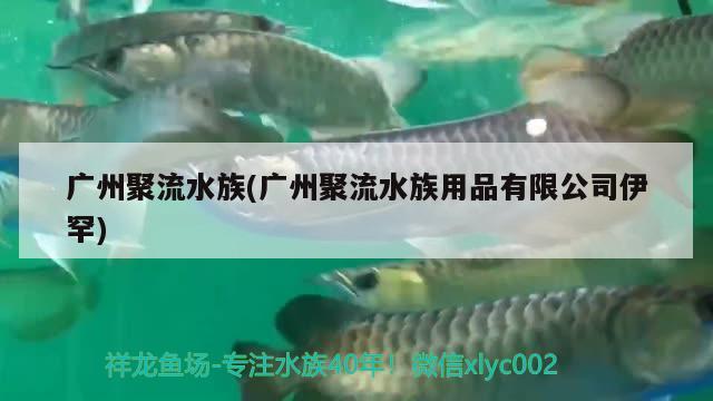 廣州聚流水族(廣州聚流水族用品有限公司伊罕)