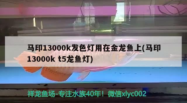 馬印13000k發(fā)色燈用在金龍魚上(馬印13000kt5龍魚燈)